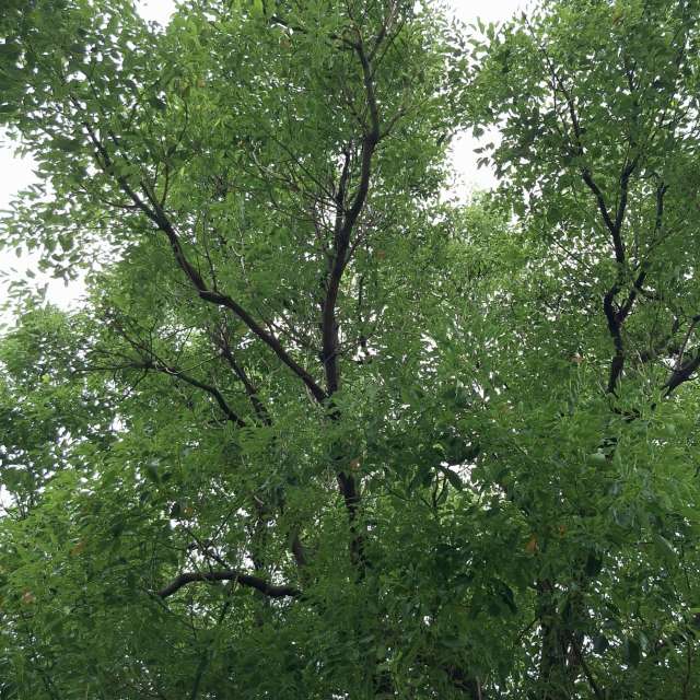 Fotos Girafa. Previsões do tempo com lindas fotos de Wen-ya Huang em Kaohsiung City