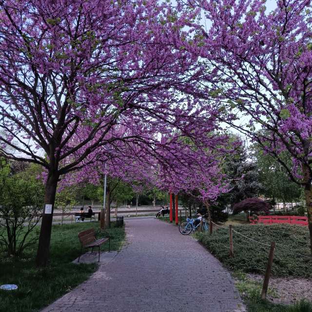 Park. Weersvoorspellingen met prachtige foto's van Lupsaman-foto's in Timiș