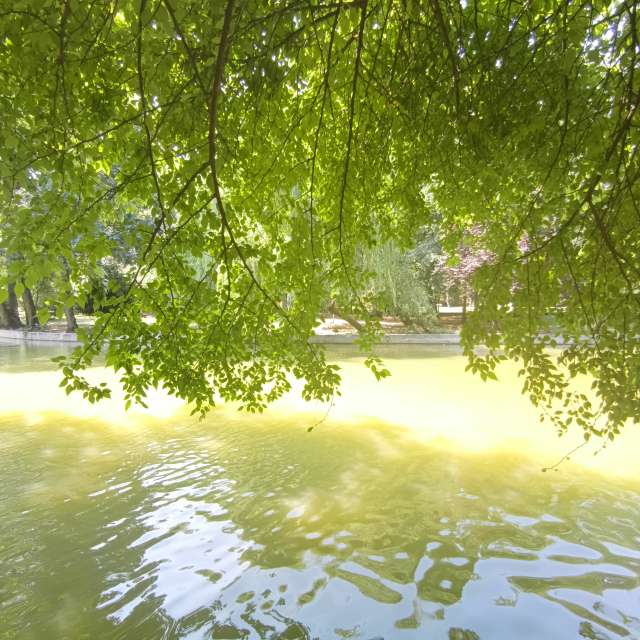 Fotos del Oveja. Pronósticos del tiempo con hermosas fotos de YanBog en București