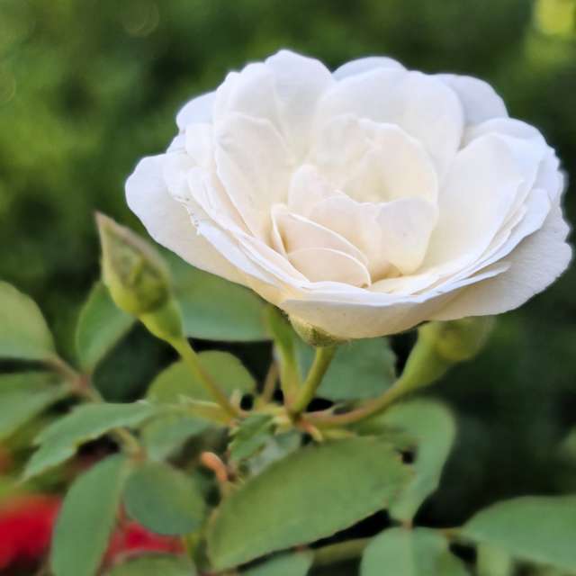 Laying. Weather forecasts with beautiful photos by Wen-ya Huang Photos in Kaohsiung City