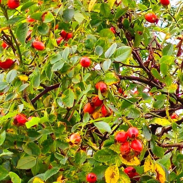 Apple. Weather forecasts with beautiful photos by Seni Photos in Velbert