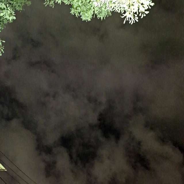 Fotos Arbustos. Previsões do tempo com lindas fotos de Wen-ya Huang em Kaohsiung City