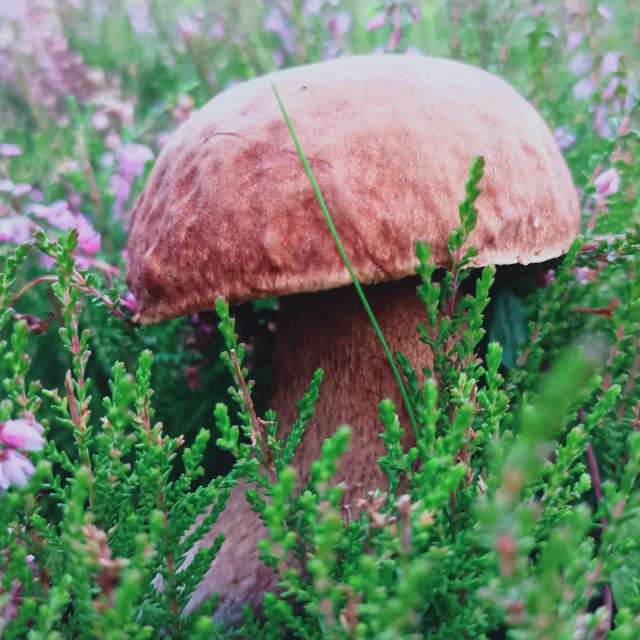 Photos Herbe. Prévisions météo avec de superbes photos de Anna Raková de Kamenický Šenov