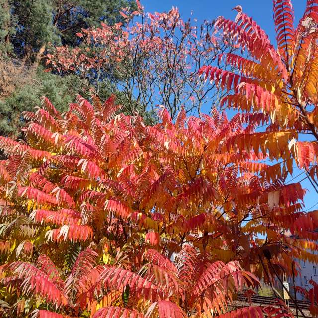 Fotos Clima. Previsões do tempo com lindas fotos de drollted em Česká Třebová