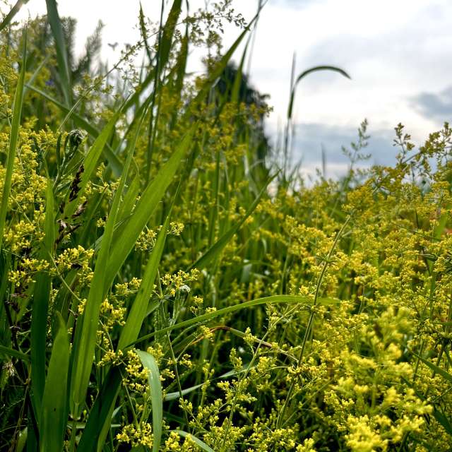 Photos Champ. Prévisions météo avec de superbes photos de Stassy de Teshkovo