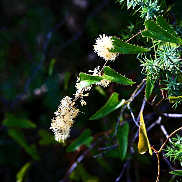Grass. Weather forecasts with beautiful photos by tony5636 Photos in Calvisson