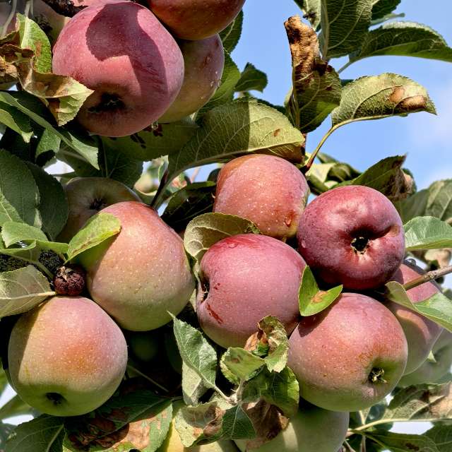 Previsões do tempo com lindas fotos de Igor-65