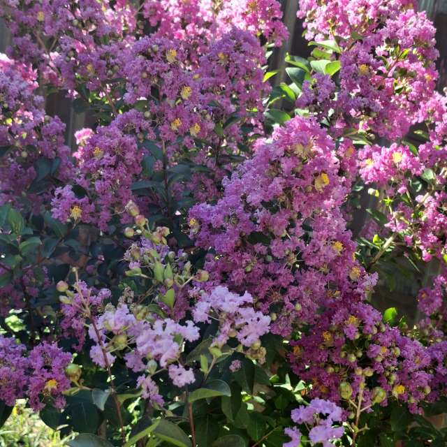 Pot. Weather forecasts with beautiful photos by Wen-ya Huang Photos in Kaohsiung City