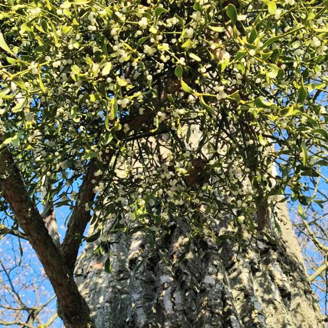 天气预报，带Brtd精美的照片