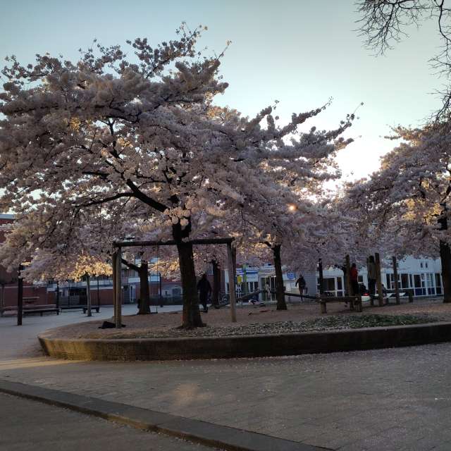 Prévisions météo avec de superbes photos de Rosaja