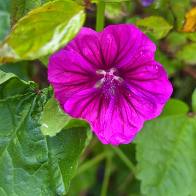 Seniの美しい写真による天気予報
