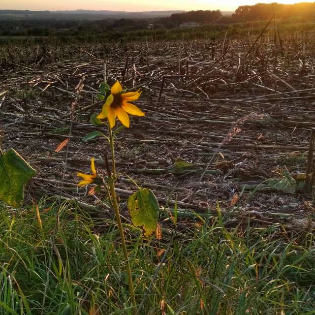 Field. Weather forecasts with beautiful photos by urashm Photos in Bohdanivtsi