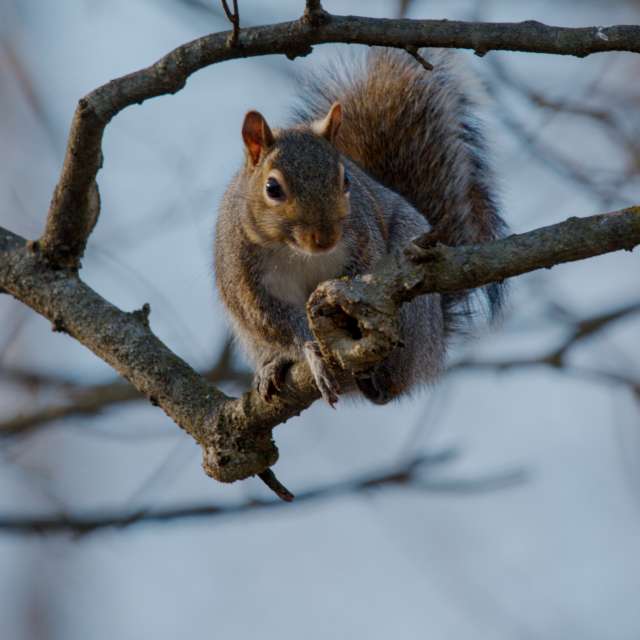 Bear. Weather forecasts with beautiful photos by krantzjh Photos in World