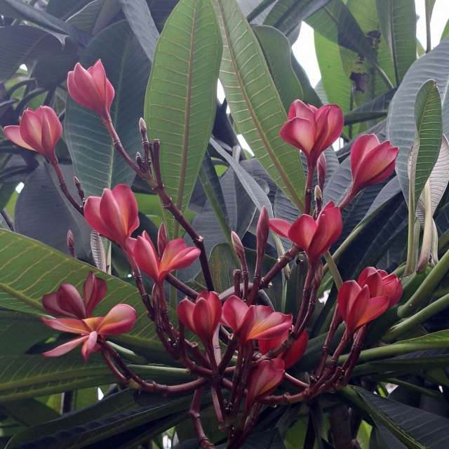 Full. Weather forecasts with beautiful photos by Wen-ya Huang Photos in Kaohsiung City