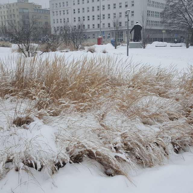 Brown. Weather forecasts with beautiful photos by MatZ Photos in World