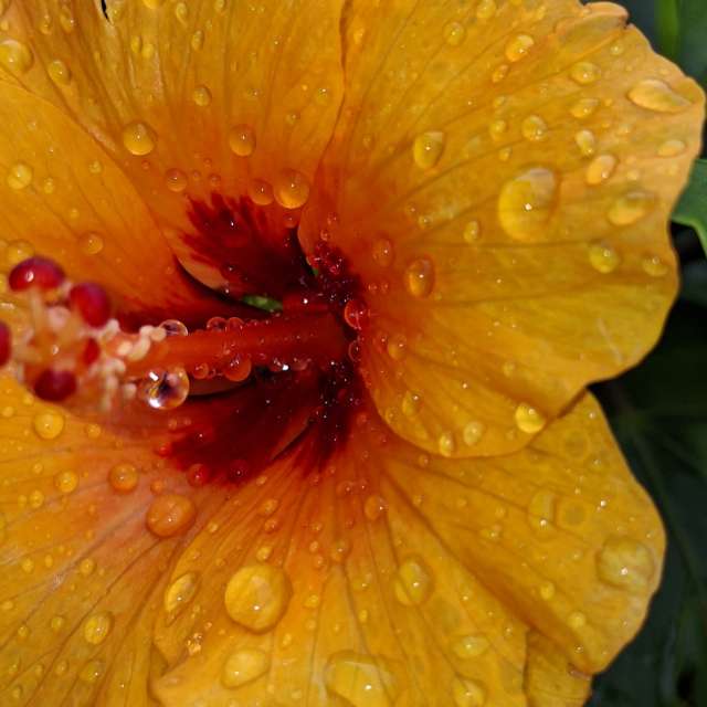 Fotos del Paraguas. Pronósticos del tiempo con hermosas fotos de Wen-ya Huang en Kaohsiung City