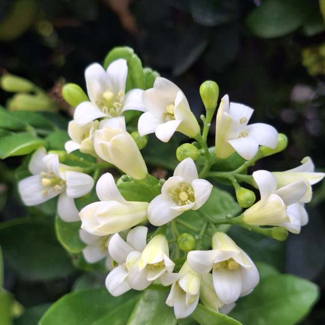 Fotos Rosa. Previsões do tempo com lindas fotos de Wen-ya Huang em Kaohsiung City