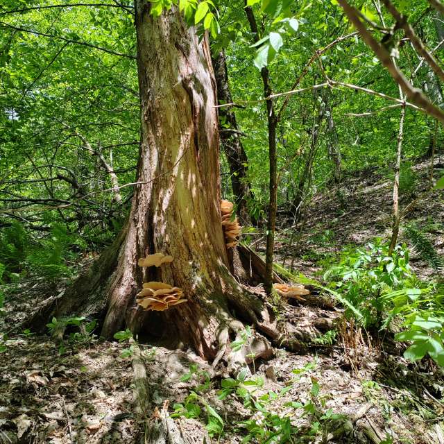 Zebra. Weather forecasts with beautiful photos by Albert_Smelovtsev Photos in Roza Khutor