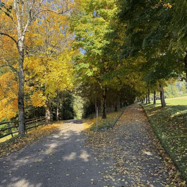 Photos Arbre. Prévisions météo avec de superbes photos de SwissEloi de Renan