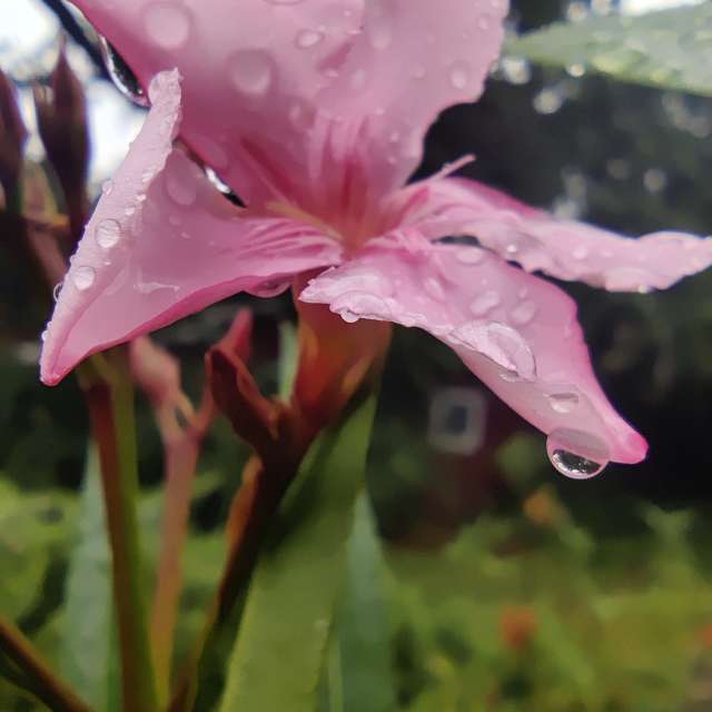 Previsões do tempo com lindas fotos de Zorrra