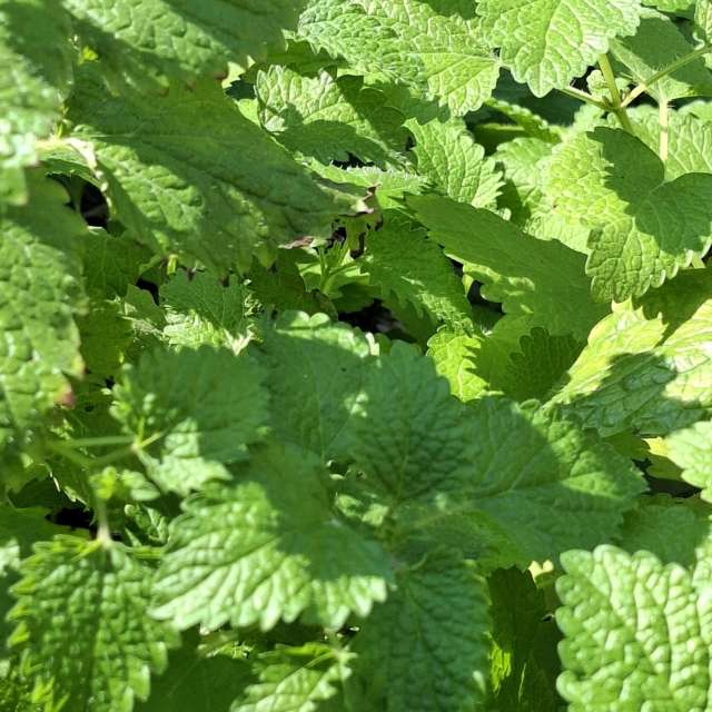 Fotos Cercado. Previsões do tempo com lindas fotos de Wen-ya Huang em Kaohsiung City