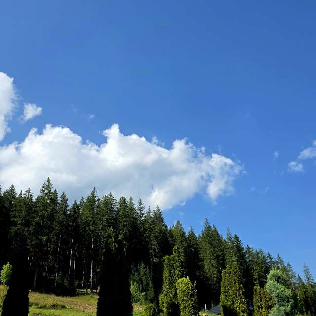 Man. Weather forecasts with beautiful photos by Camelyon Photos in Oraş Broşteni