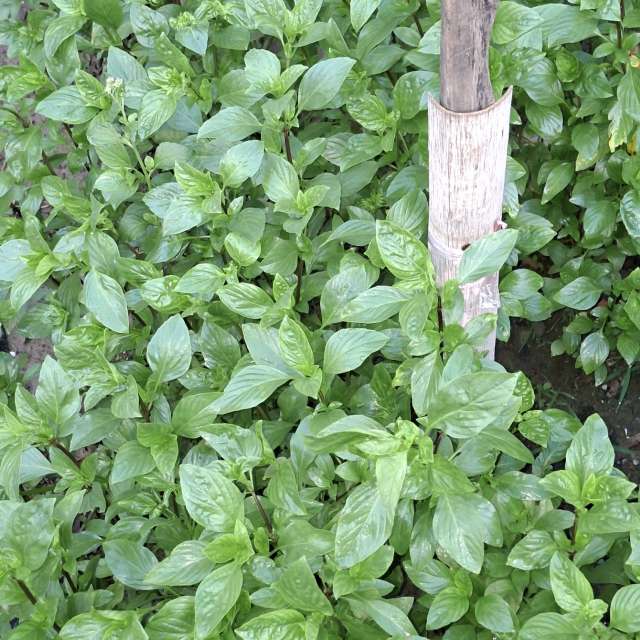 Fotos Arbustos. Previsões do tempo com lindas fotos de Wen-ya Huang em Kaohsiung City