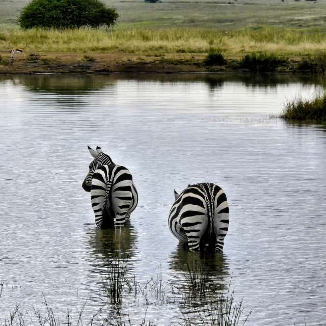 Pronósticos del tiempo con hermosas fotos de Birdy25