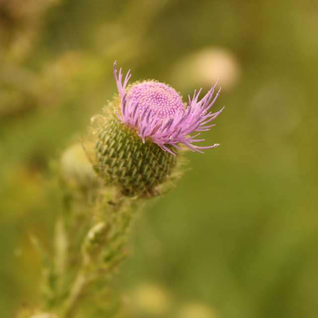 天气预报，带AgentTomcat精美的照片