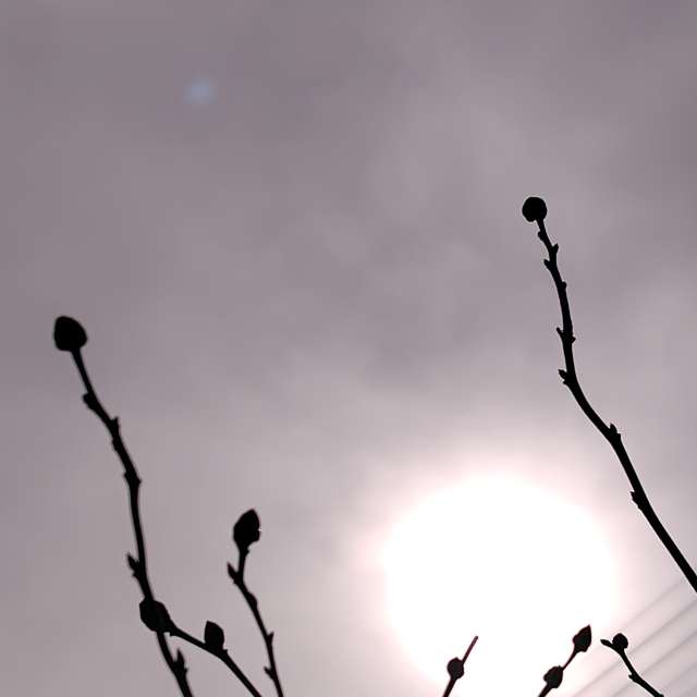 umemuiの美しい写真による天気予報