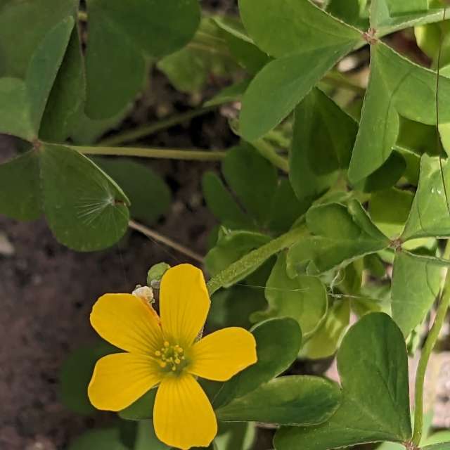 Fotos Deitado. Previsões do tempo com lindas fotos de あさのジジ em Okayama