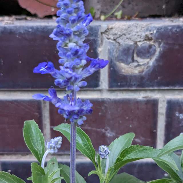 Fotos Tijolo. Previsões do tempo com lindas fotos de あさのジジ em Okayama