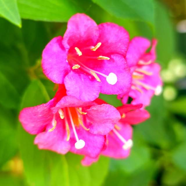 Fotos Flor. Previsões do tempo com lindas fotos de Seni em Velbert