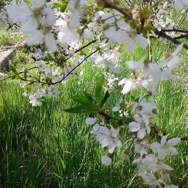 Apple tree. Weather forecasts with beautiful photos by urashm Photos in Khmelnytskyi