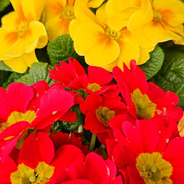 Pot. Weather forecasts with beautiful photos by Seni Photos in Velbert