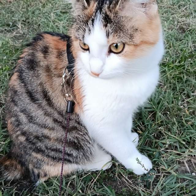 Prévisions météo avec de superbes photos de Am-b