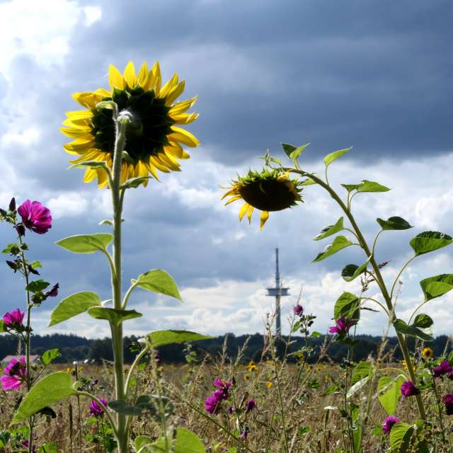 Weather Photos in Flower. Weather forecasts with beautiful photos by Richtoldi