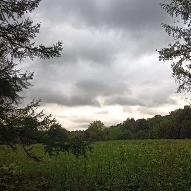 Pasture. Weather forecasts with beautiful photos by Amanda_and_Valdemar_Che Photos in Izmaylovo District