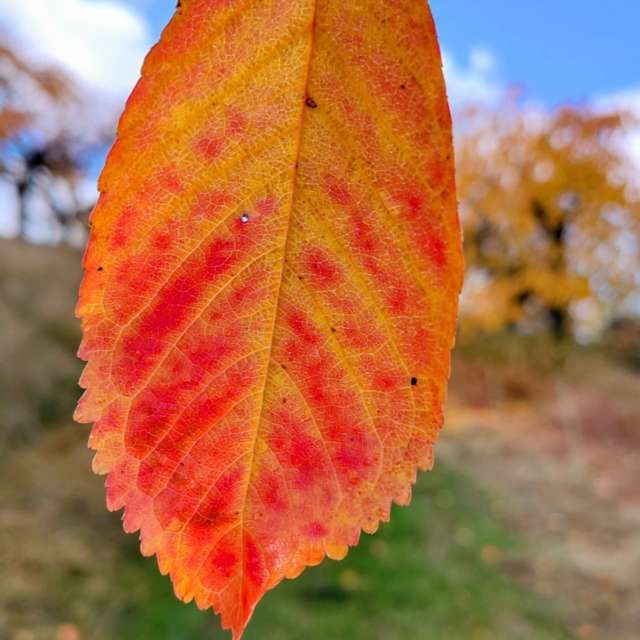 Pronósticos del tiempo con hermosas fotos de Richtoldi
