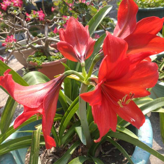 Fotos Vidro. Previsões do tempo com lindas fotos de Wen-ya Huang em Kaohsiung City