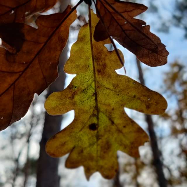 Forest. Weather forecasts with beautiful photos by Zorrra Photos in Kladow