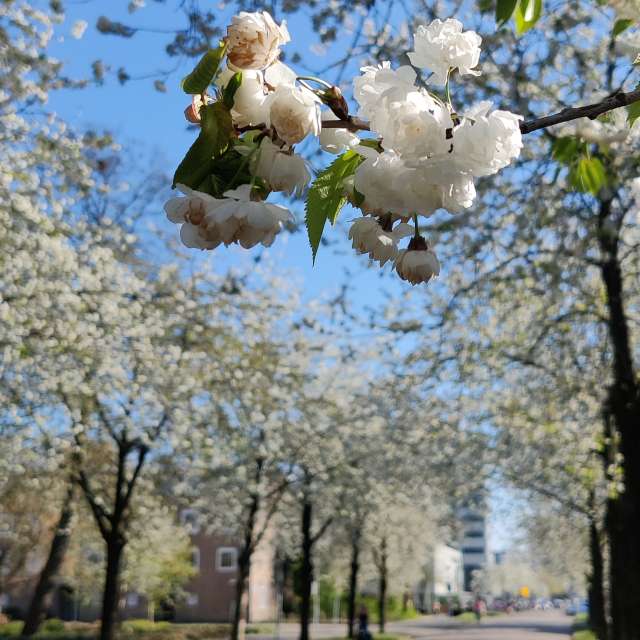 Photos Arbre. Prévisions météo avec de superbes photos de gkadam de Amsterdam