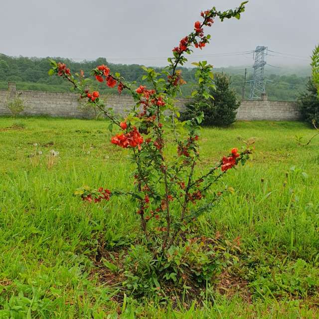 Weather forecasts with beautiful photos by Ninelle