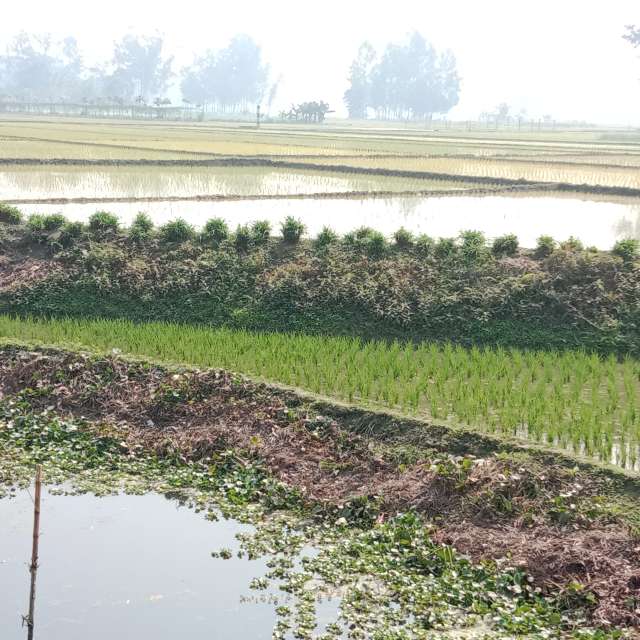 天气预报，带MD Shawkat Ali Khan精美的照片