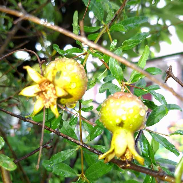 Fotos Urso. Previsões do tempo com lindas fotos de Wen-ya Huang em Kaohsiung City