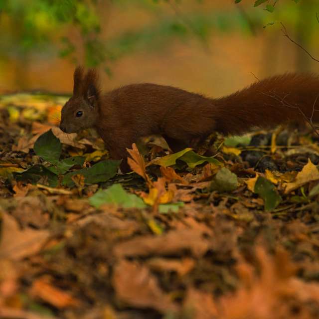 Brown. Weather forecasts with beautiful photos by martinm611 Photos in Gdansk