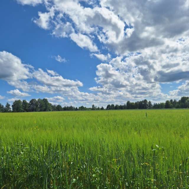 Summer. Weather forecasts with beautiful photos by NaturePhotographer2 Photos in Lithuania