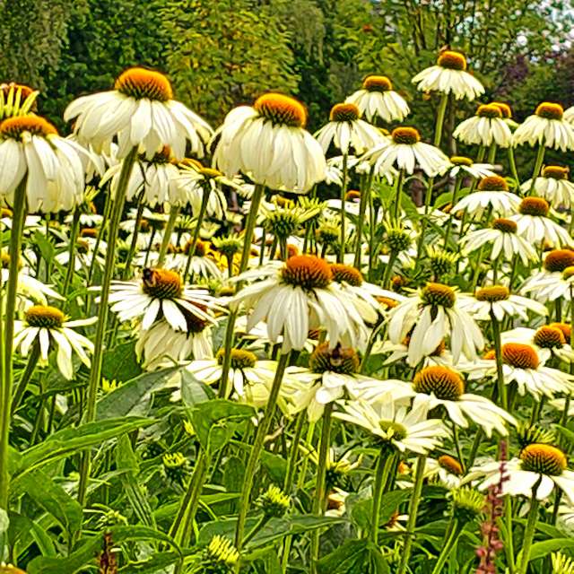Herd. Weather forecasts with beautiful photos by Seni Photos in Velbert