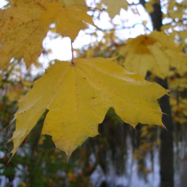 天气预报，带ivan-ko精美的照片