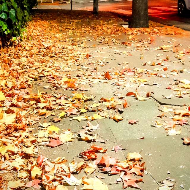 Grass. Weather forecasts with beautiful photos by SEBASTIAN14 Photos in Olivos